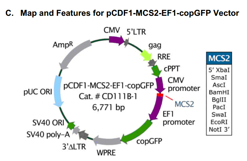 pCDF1-MCS2-EF1-copGFP 载体图谱